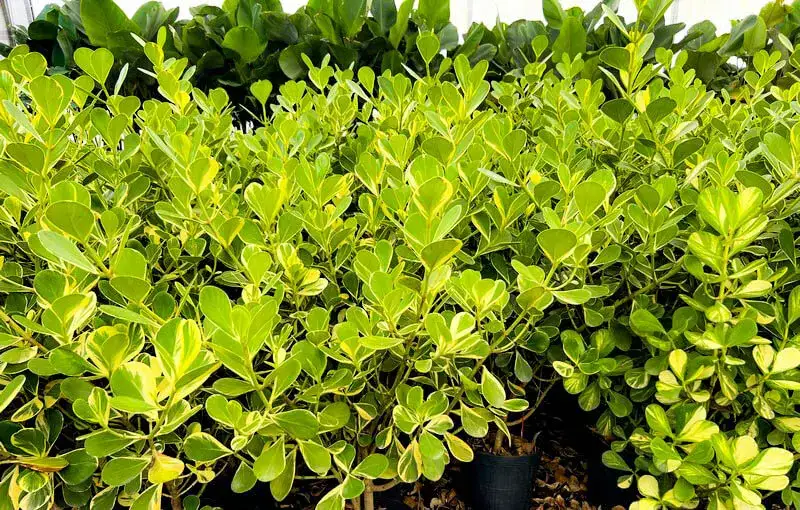 Clsia Variegata - Loja | Floricultura Terra