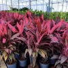 Muda Dracena Cordyline 8L