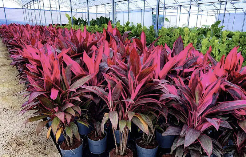 Dracena Cordyline - Loja | Floricultura Terra