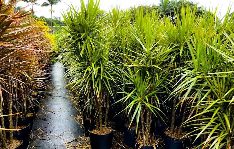 blüht glücksfeder Glücksfeder kaufen | Zamioculcas main image 1