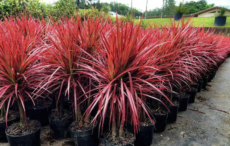 Dracena Tricolor P - Loja | Floricultura Terra