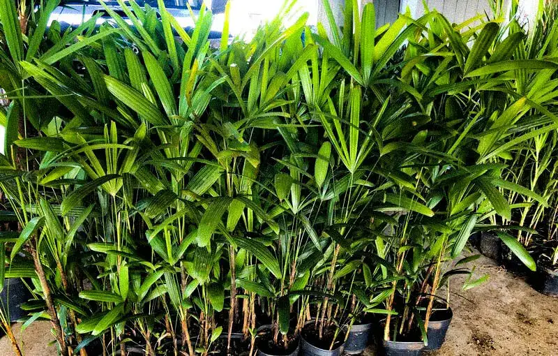Mini Ráfia / Ráfia Baby - Loja | Floricultura Terra
