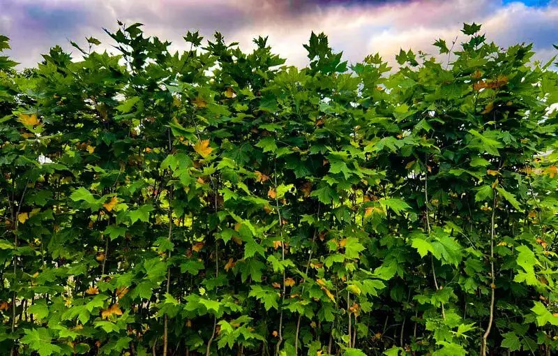 Plátano - Àrvore do Canadá - Loja | Floricultura Terra