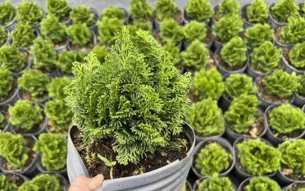 MUDA TUIA NANA VERDADEIRA BONSAI