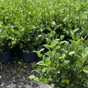 VIBURNUM SUSPENSUS