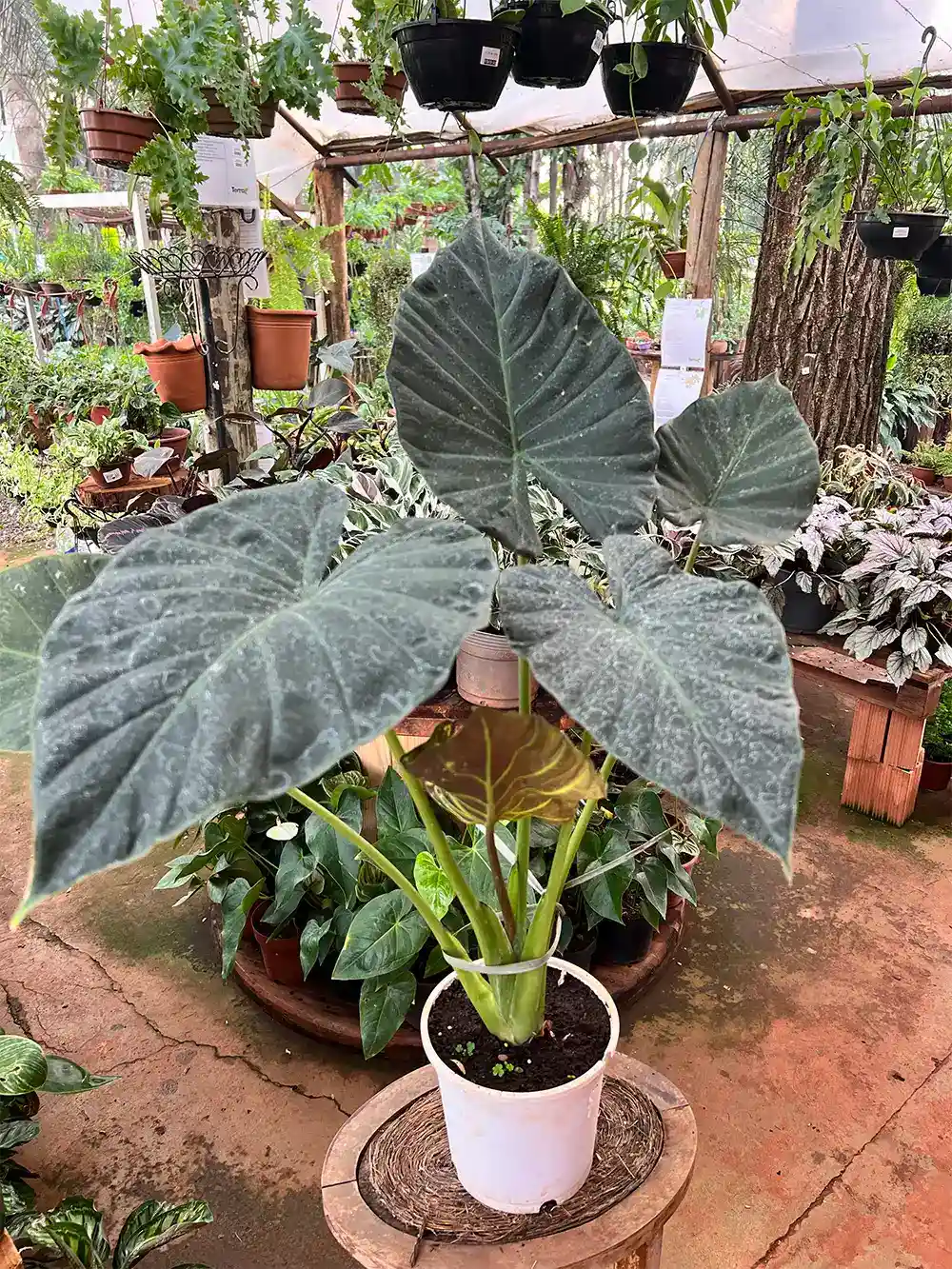 Alocasia Regal Shield pt17 - Loja | Floricultura Terra
